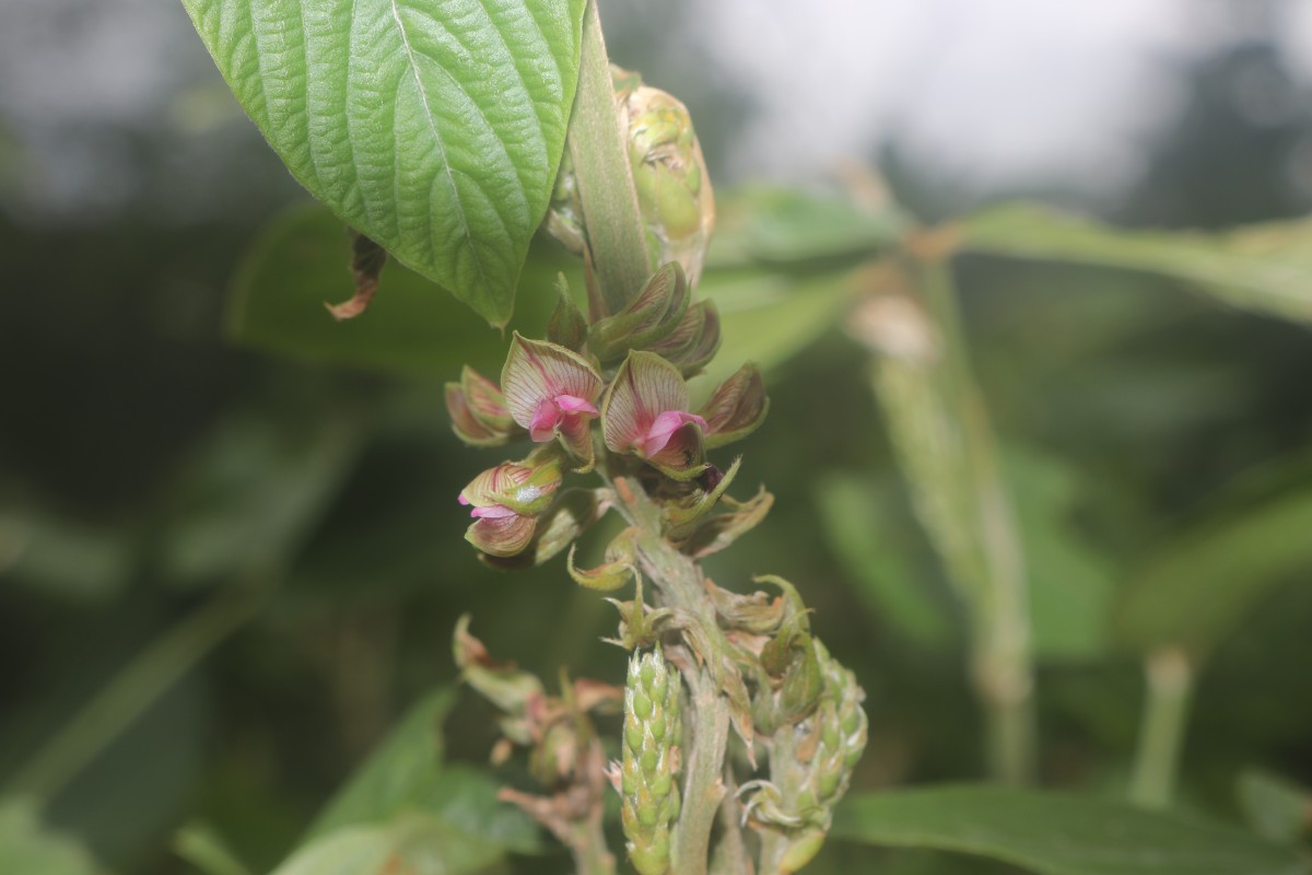 Flemingia macrophylla (Willd.) Kuntze ex Merr.